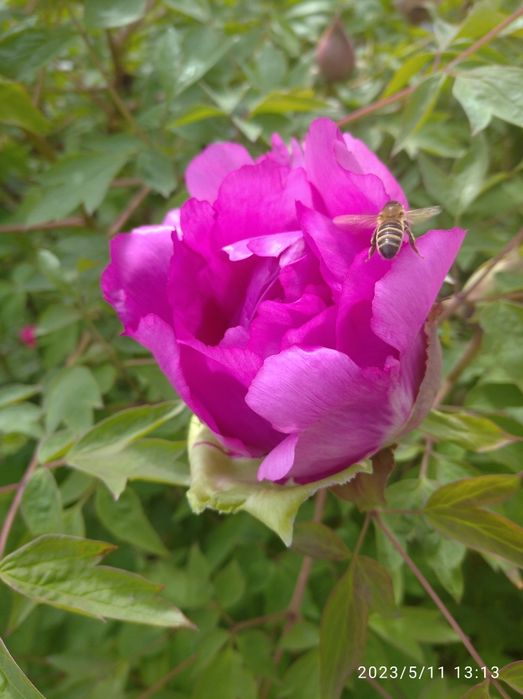 Півонія деревовидна