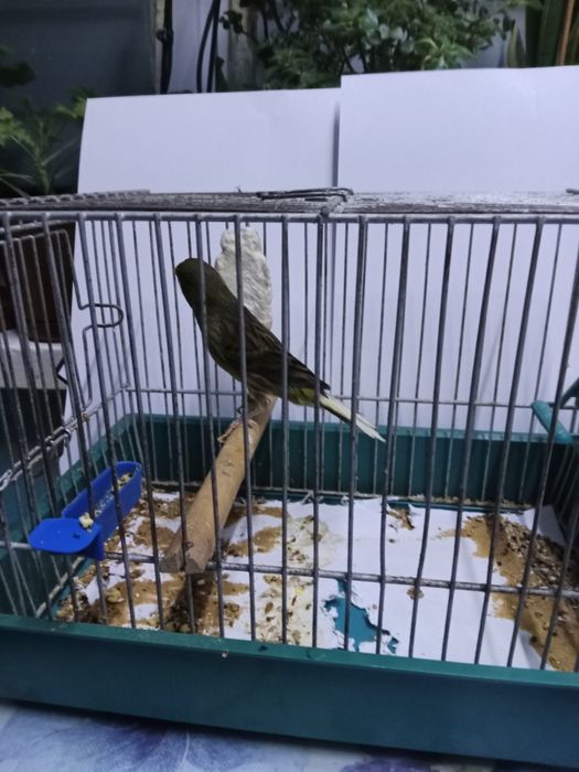 Kanarek  timbrador hiszpański