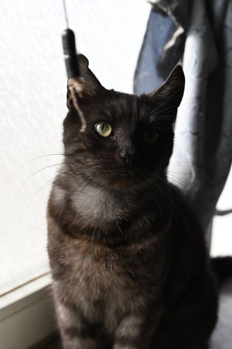 Котик Альф из приюта бесплатно