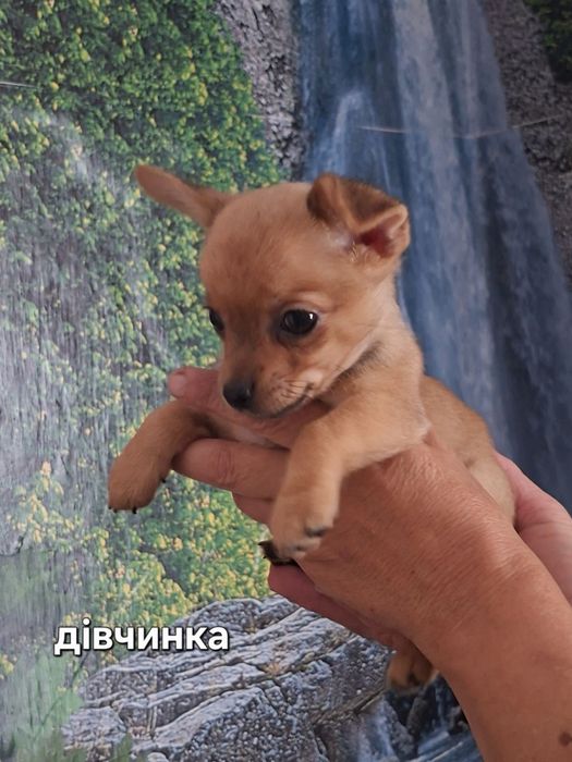 Продам чихуахуа