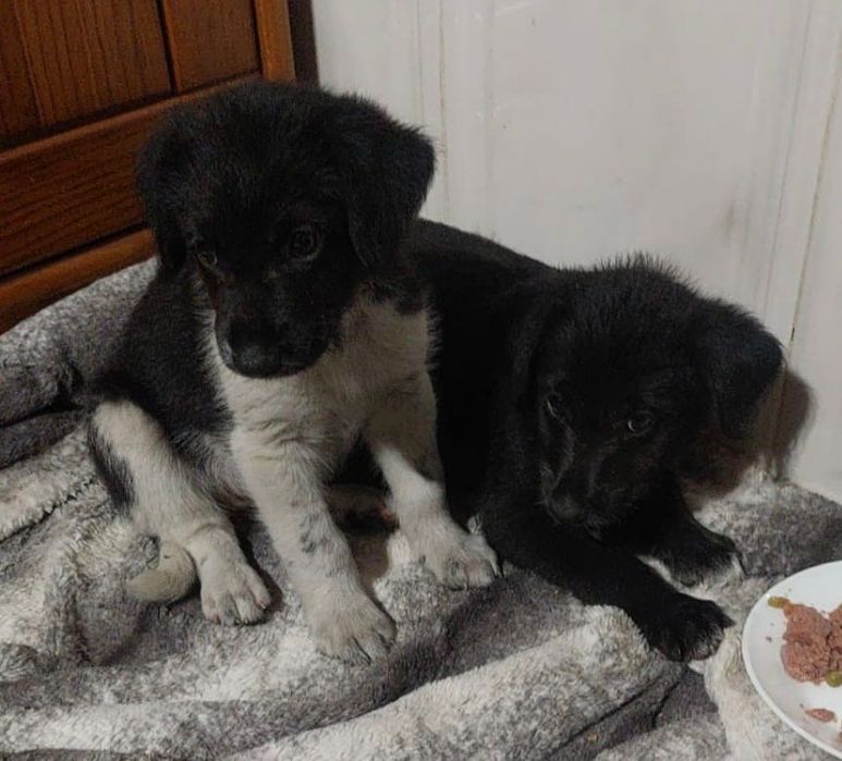 Cães bebés para adoção
