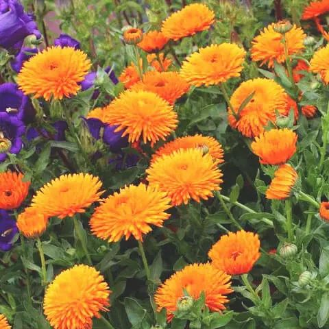 Насіння яскравих  квітів.