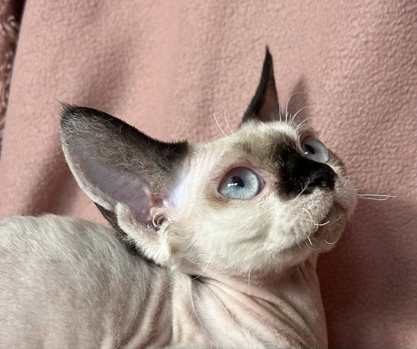Devon Rex kociak