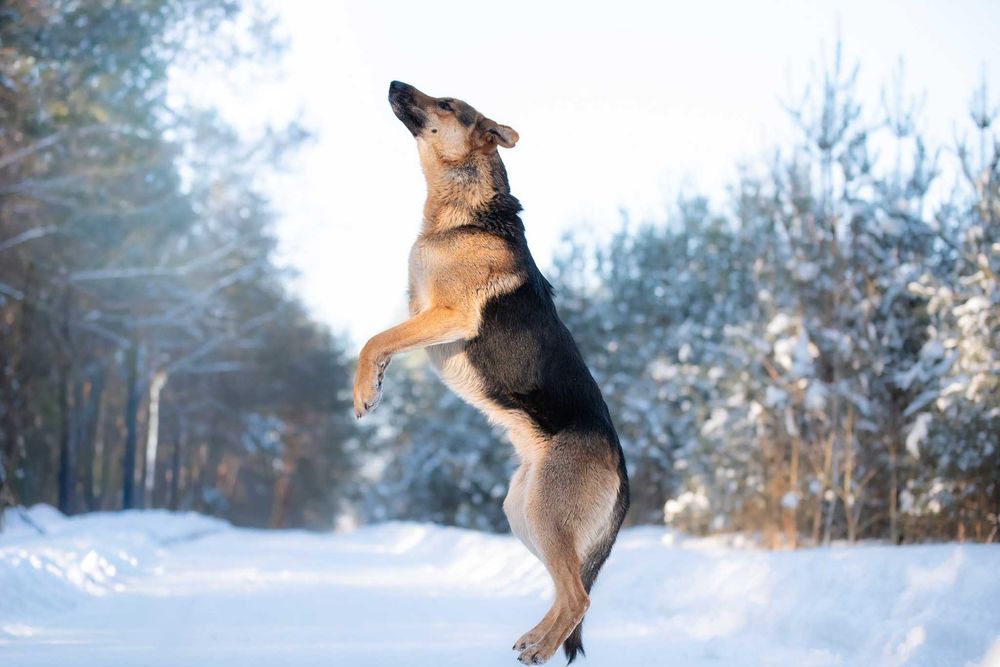 CCAMARO - duży, łagodny, przytulaśny