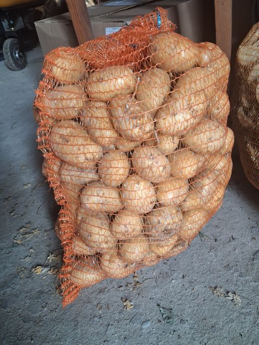 Ziemniaki odmiana melodia