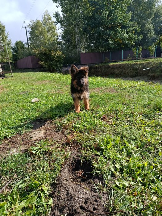 німецька вівчарка