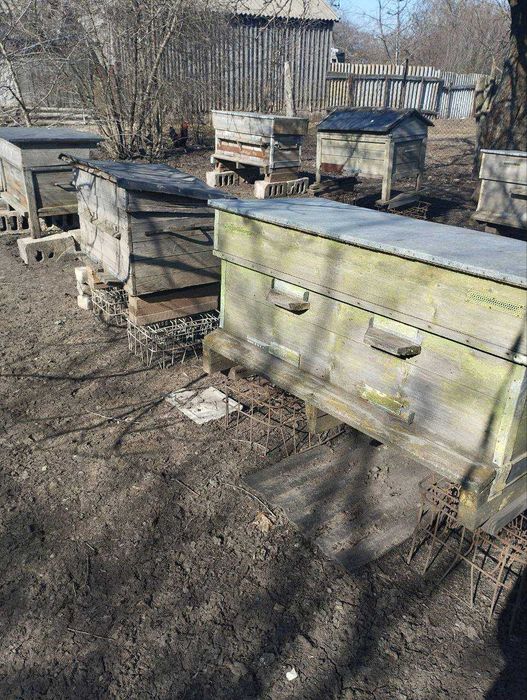 Продам сім'ї бджіл 'українська степова'