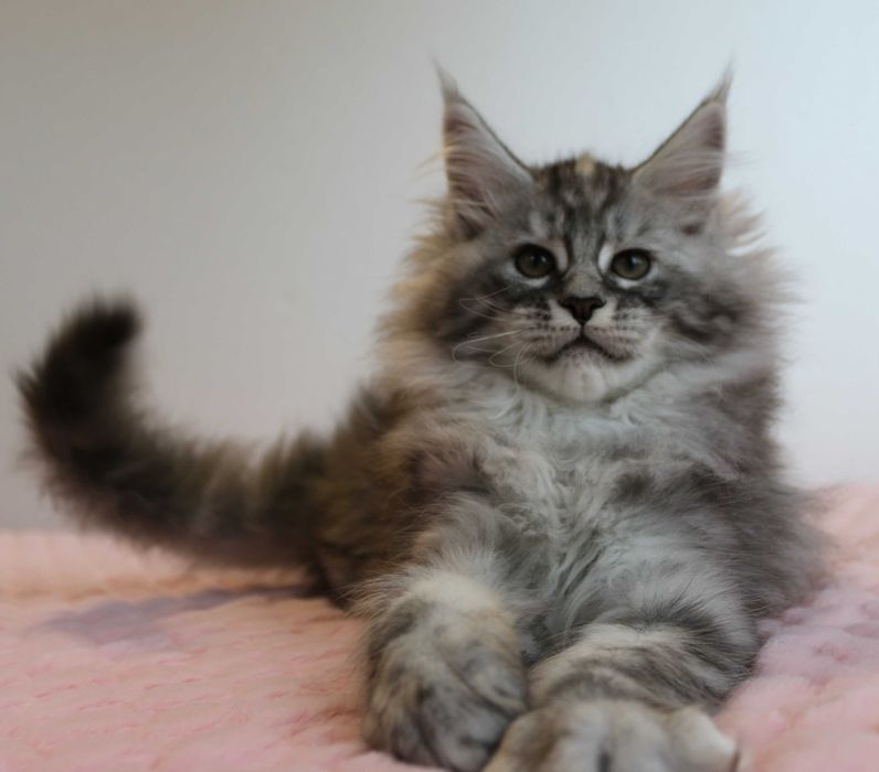 Piękna kotka do hodowli