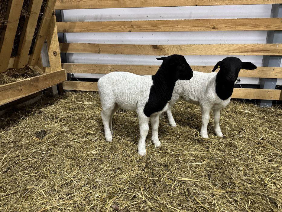 Свіжа ягнятина від фермера, ярки, баранчики на племʼя 50%, 75% Дорпер