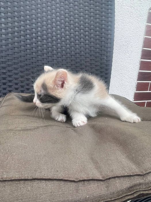 кошенятка самостійні