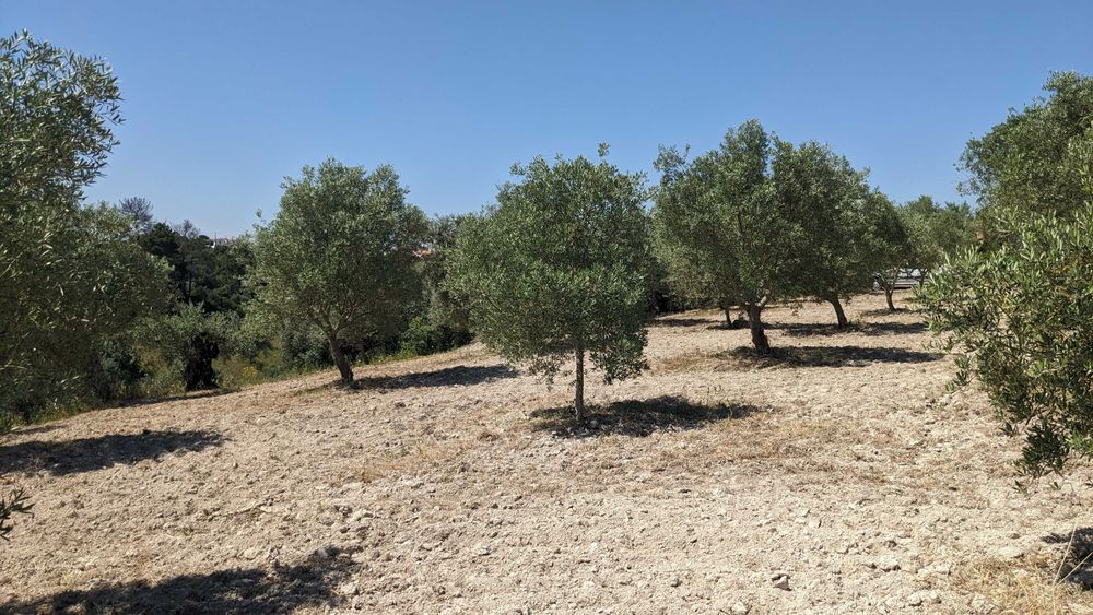 Terreno agrícola em Romeira, Santarém – 2,1 hectares
