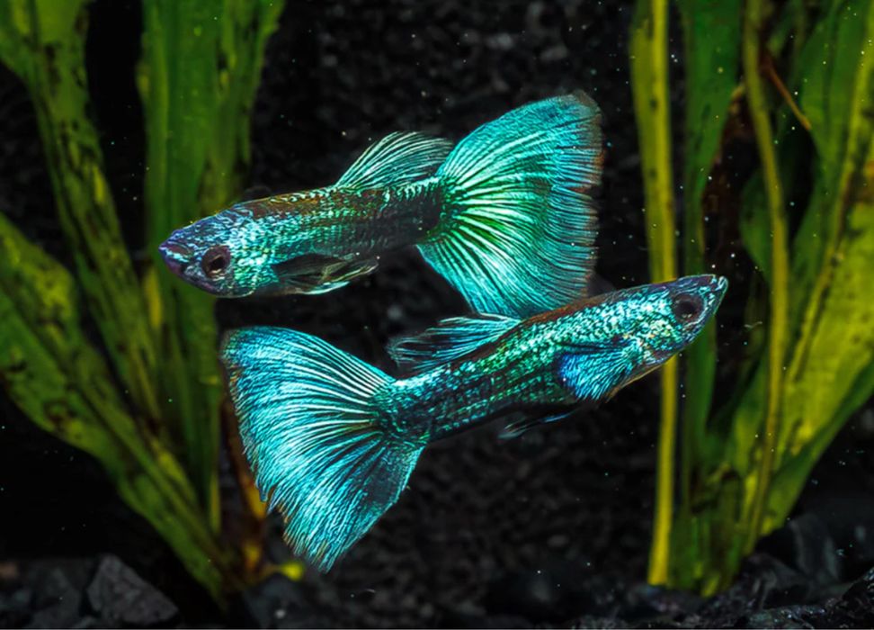 Guppies moscow green