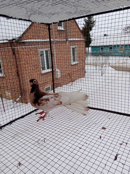 Gołębie zamojskie!!!