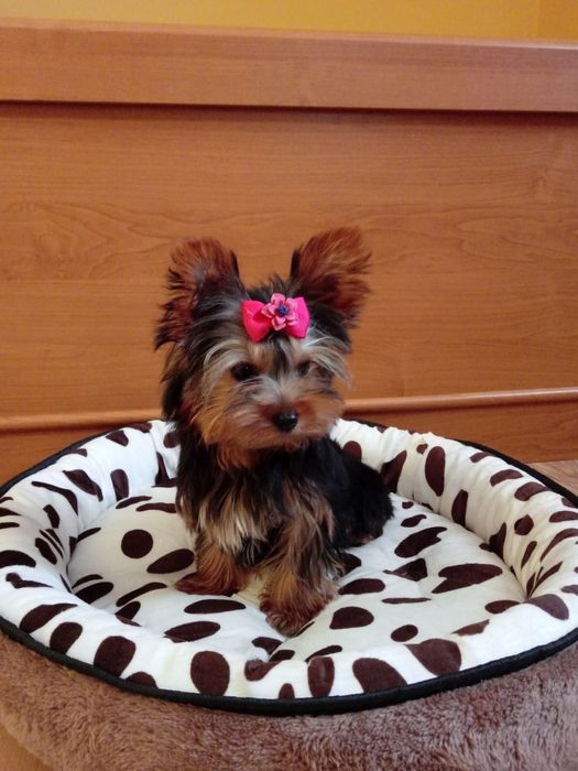 Śliczna sunia Yorkshire terrier