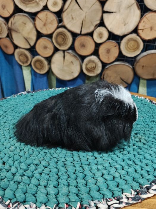 Коронет,морська свинка.