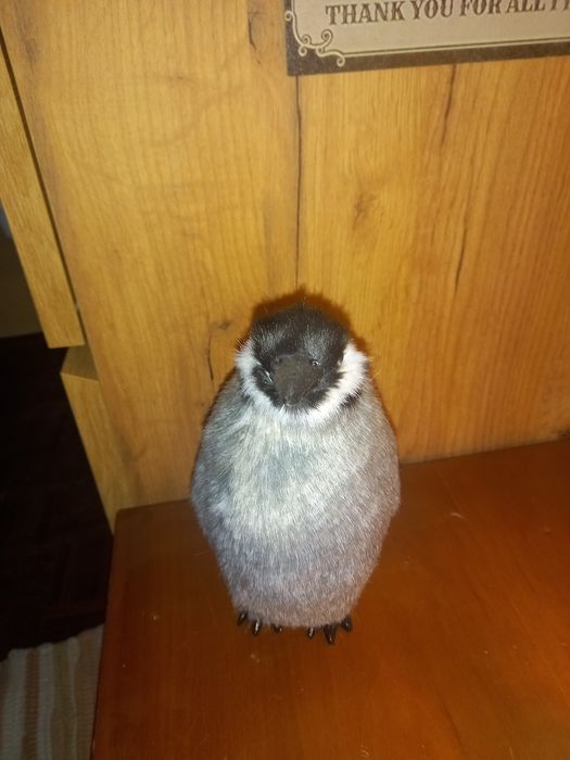 Pinguim de plástico com pêlo