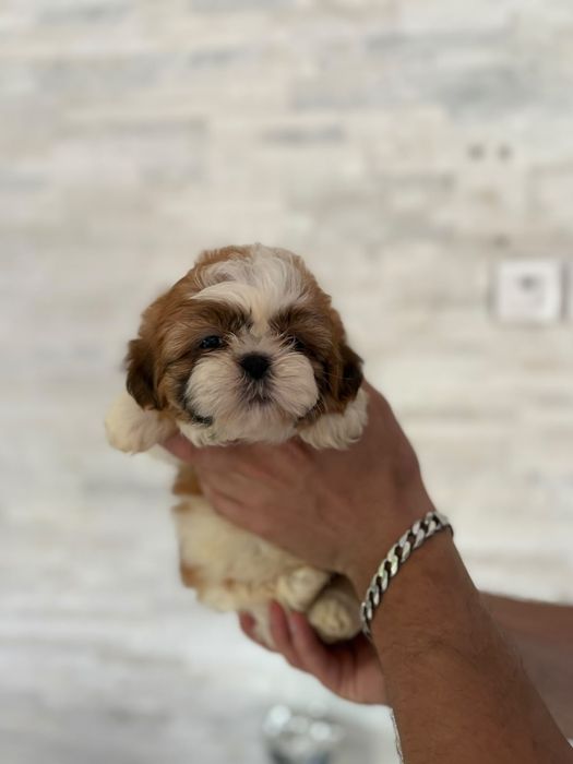 Shih tzu miniaturowy piekny piesek