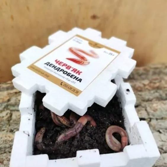 Черв'як рибалка. Дендробена . В пачках і кг. Червяк на рибалку