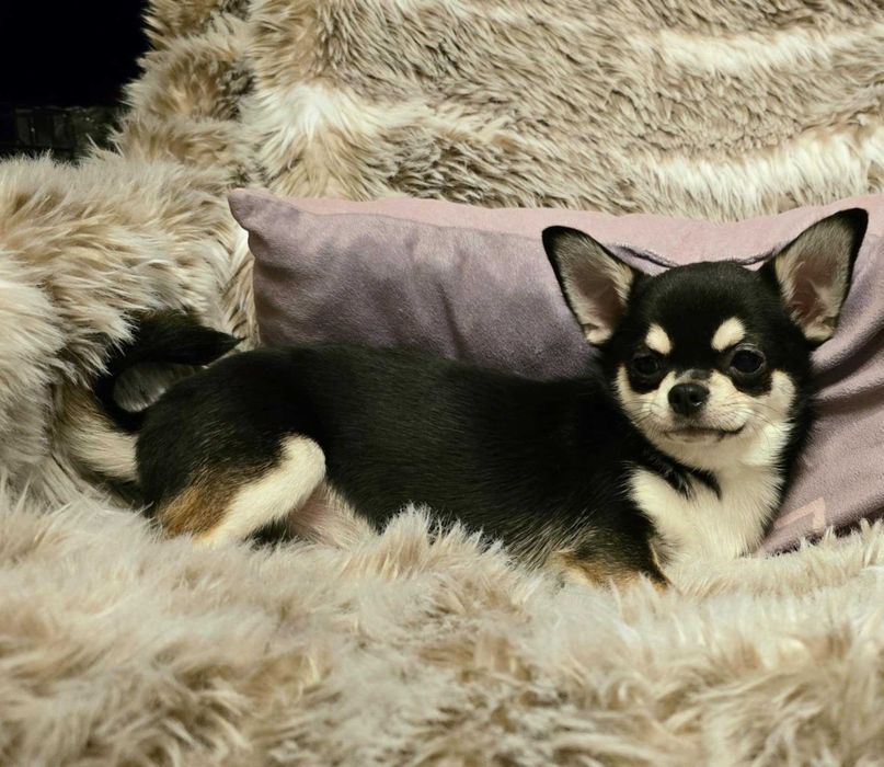 Chihuahua suczka krótkowłosa z metryką ZKwP/FCI