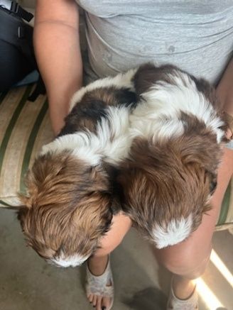 SHIH-TZU Pieski z Rodowodem
