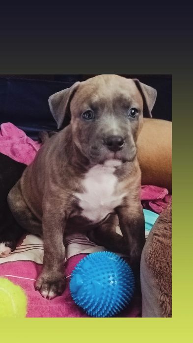 American Staffordshire Terrier Blue rodowód do odbioru