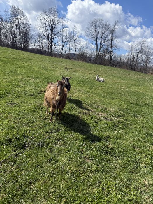 Продам кози молоді