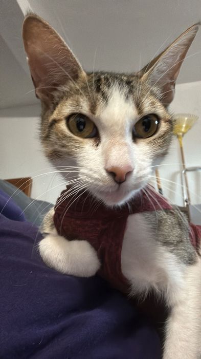 Gatinha para adoção responsável