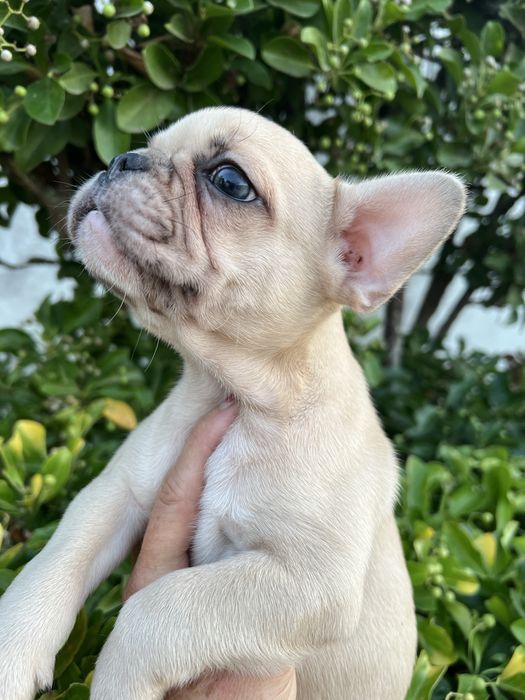 Bulldog francês macho  sable baixinho e curtinho