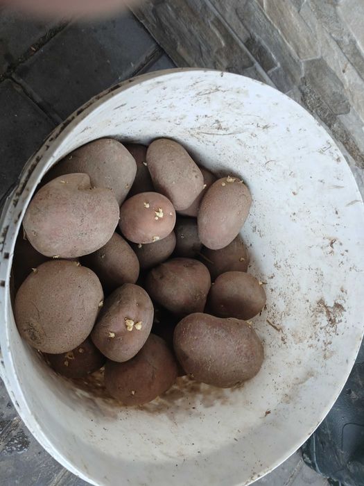 Ziemniaki jadalne żółte