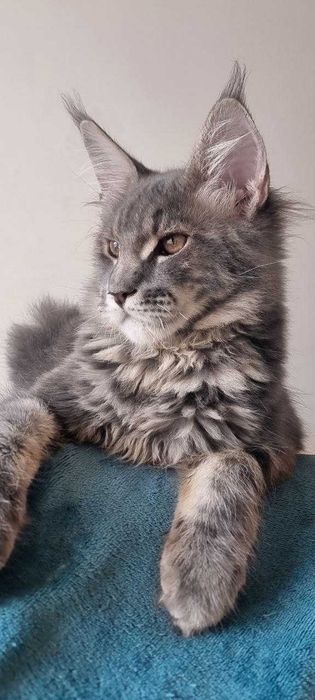 Gatinho Maine Coon