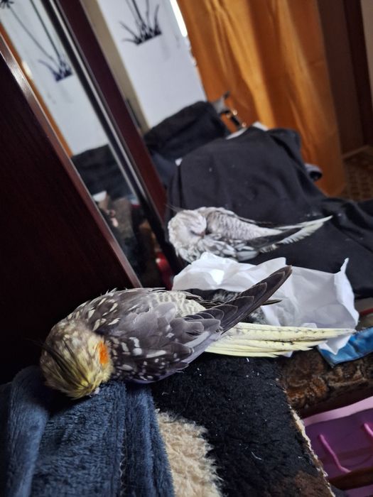 Nimfy ręcznie karmione