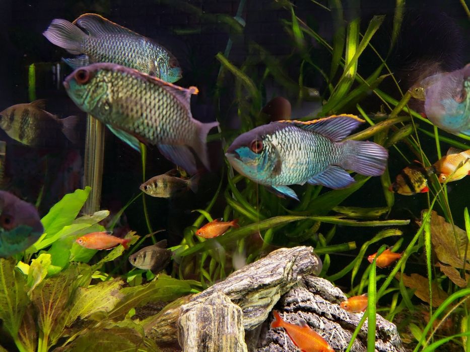 Akary Electric  Blue