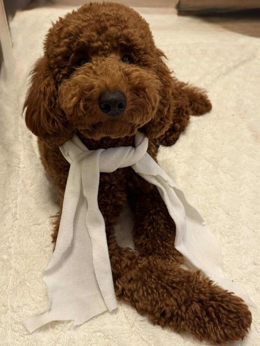 Малий ( середній) пудель цуценята в Києві