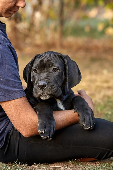 Cavaliero Dell'Onore Leroy