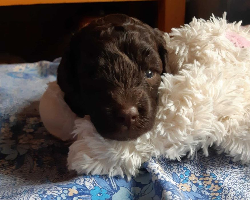 Suka Pudel Miniaturowy Czekoladowa