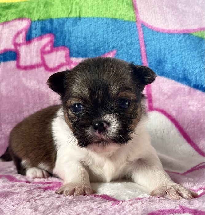 Chihuahua Cudny piesek dlugowlosy KOKO