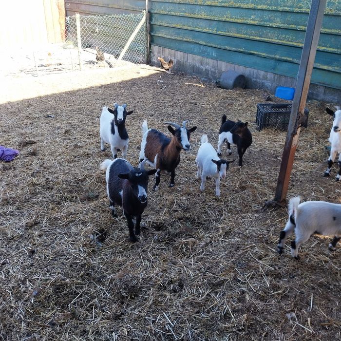 Vendo Cabras anas