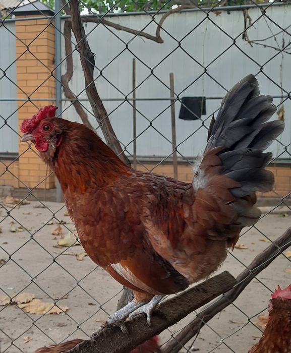 Карликовые петушки