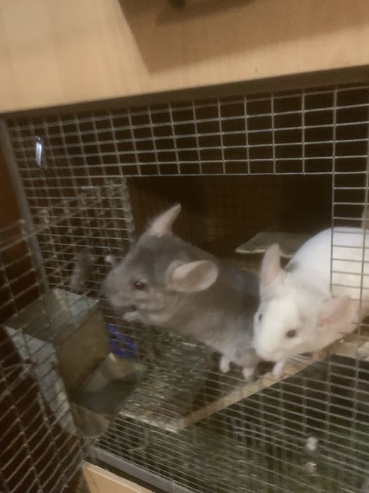 Гризунчики,гризуни.домашні