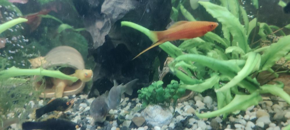 Mieczyk dorosły samiec