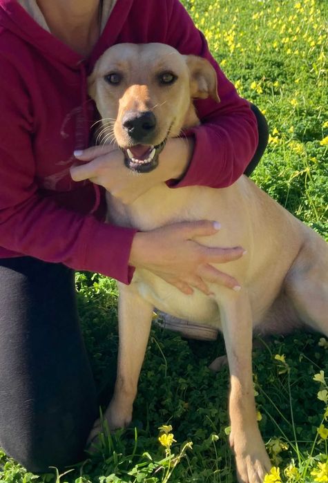 Pipoca - Para Adopção