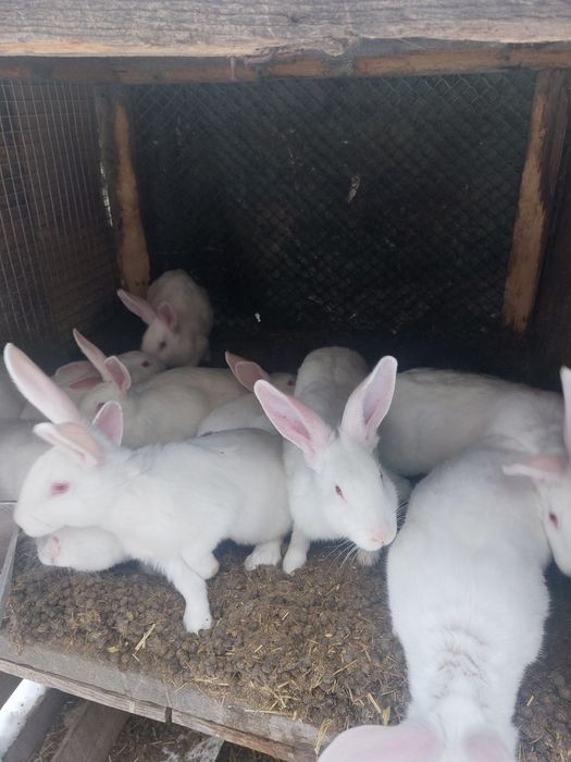 Кролі Термонська біла