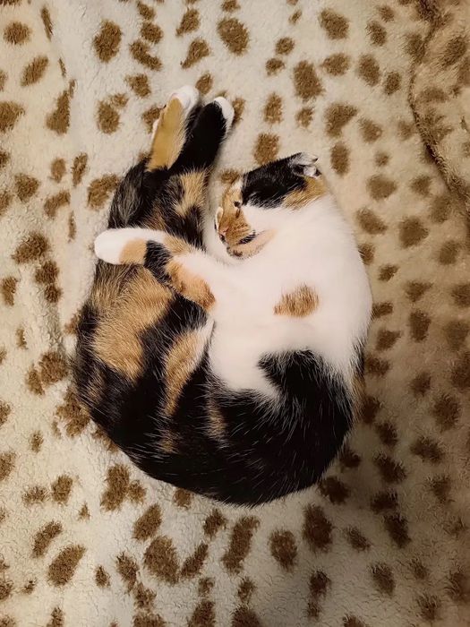 Породистая вислоухая Фюрер