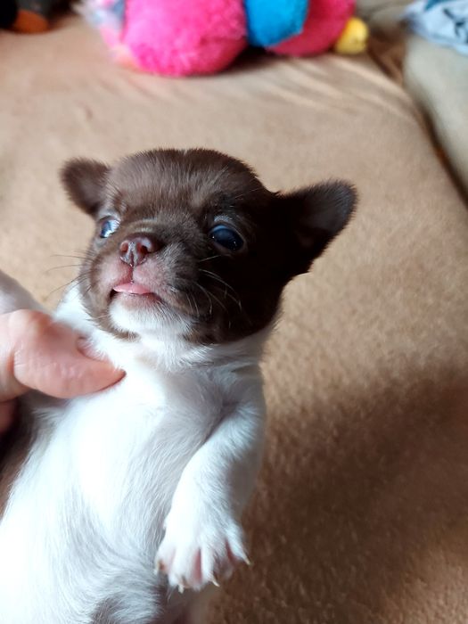 Chihuahua  Com  Lop ( Pedigree )