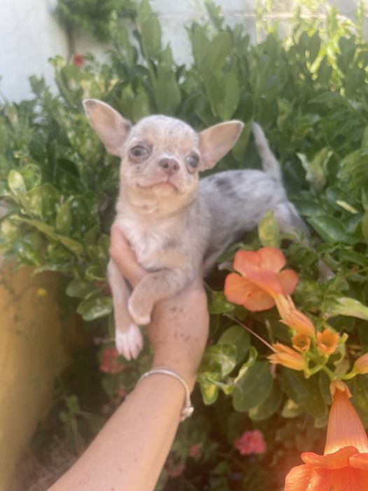 Chihuahua  femea   excelente merle chocolate