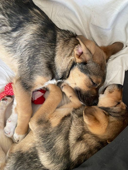 Psi bracia szukają domu