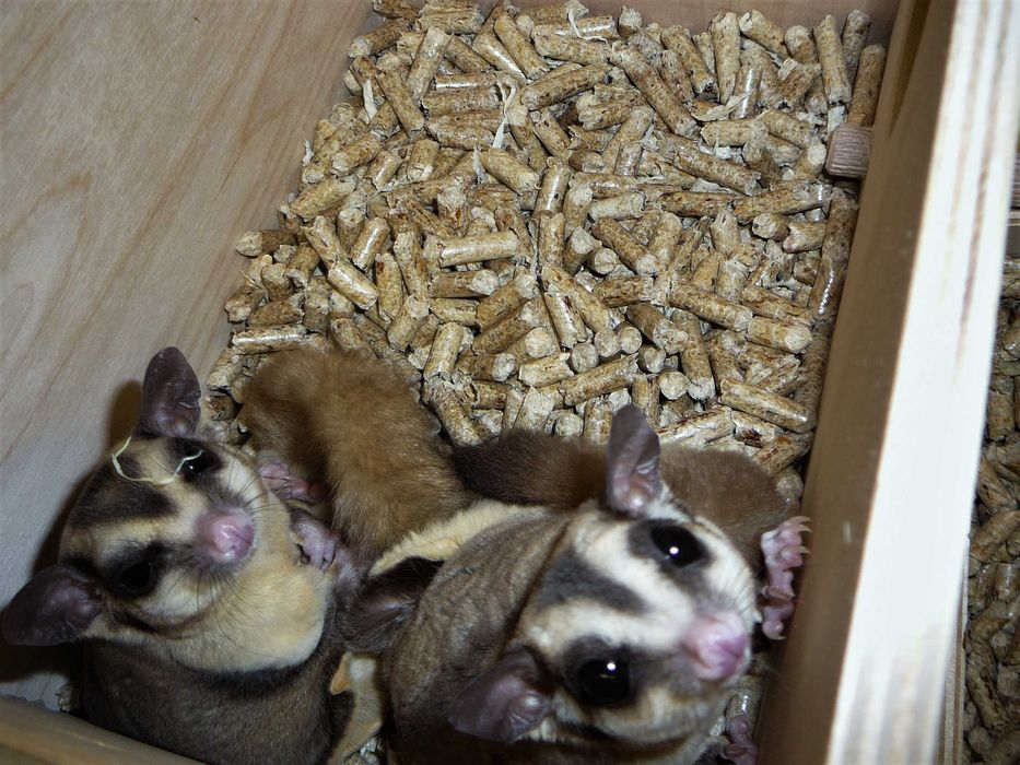 Lotopałanka karłowata lotopałanki parka standard