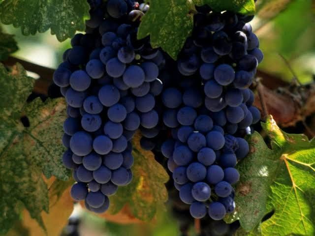 Uvas de qualidade para fazer Vinho (Tenho Uvas Tinto e algumas Brancas) - Região do Dão