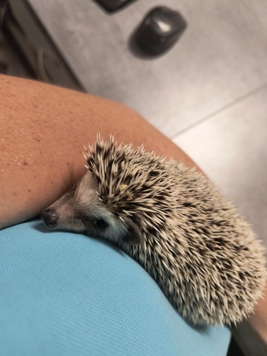 Jeż pigmejski , przyjacielski.