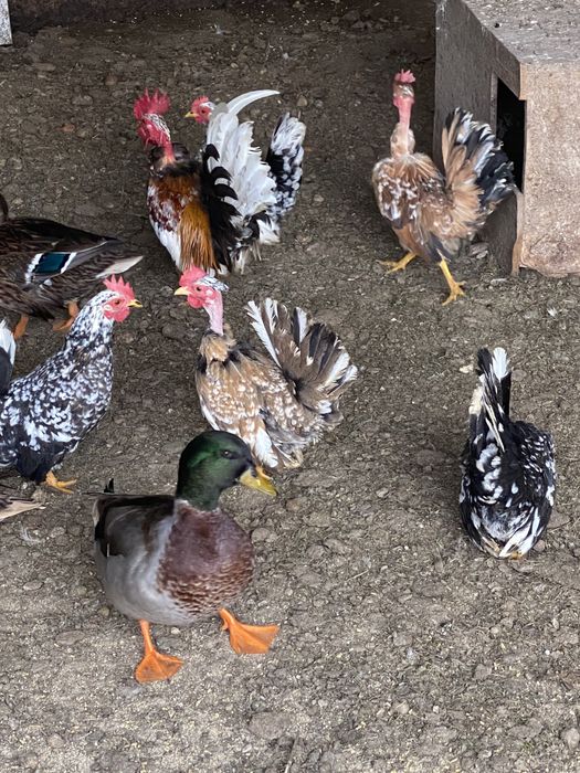 Ovos de garnisés carecas miniatura.